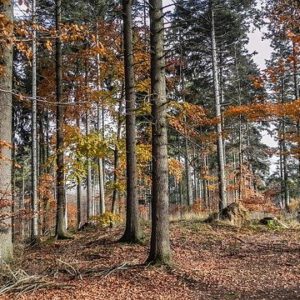 Langjähriger Mischwald