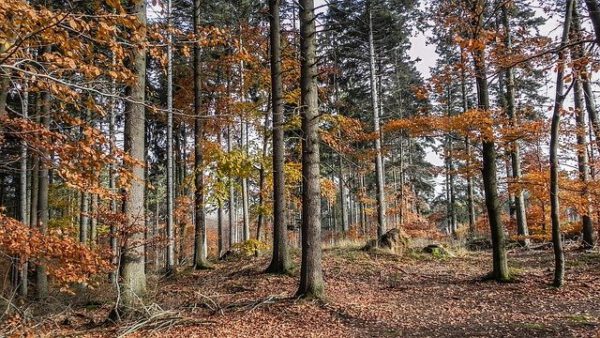 Langjähriger Mischwald